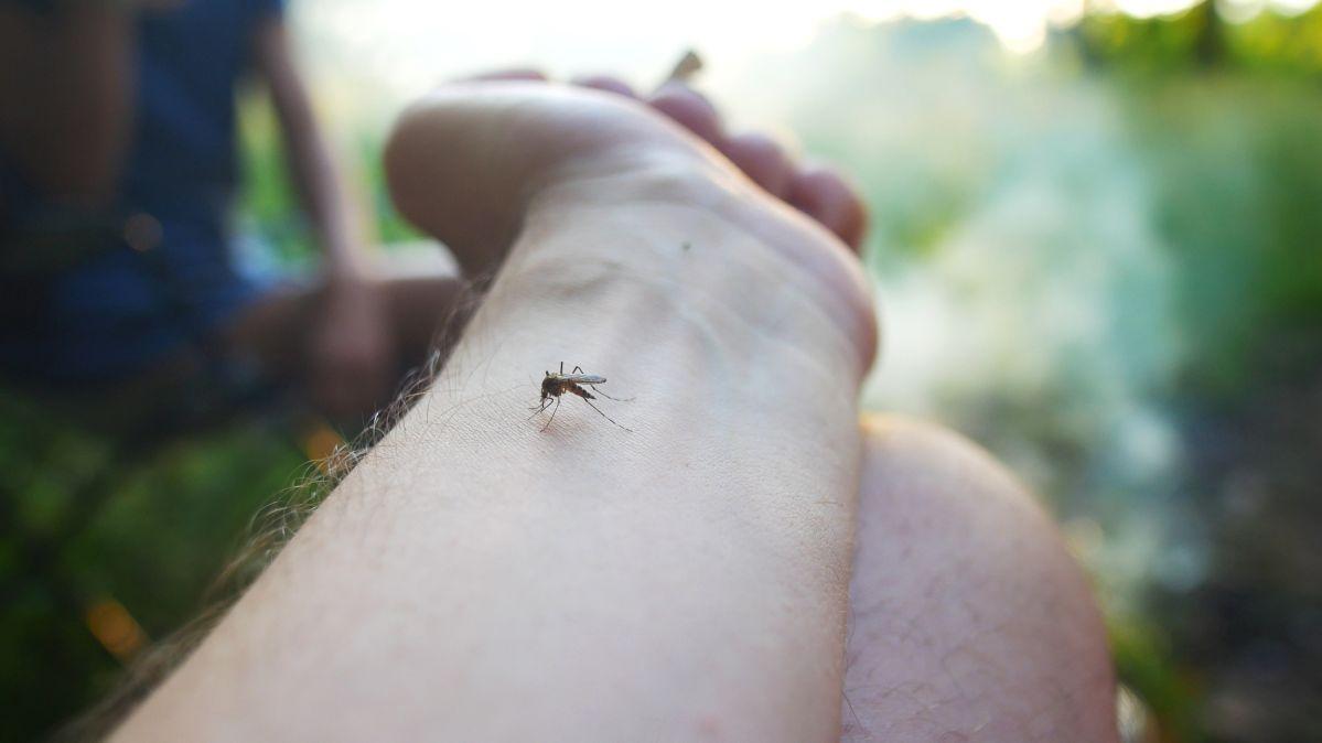 Ochrona przed komarami – co warto wiedzieć?