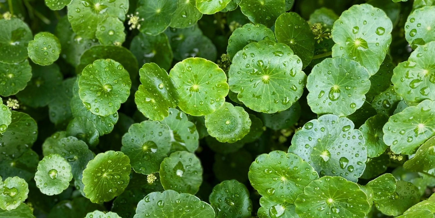 Wąkrota azjatycka w kosmetyce – co warto o niej wiedzieć?