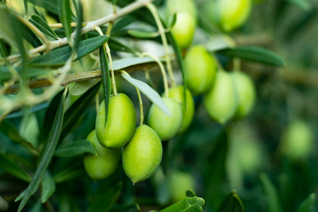 jak powstaje oliwa z oliwek